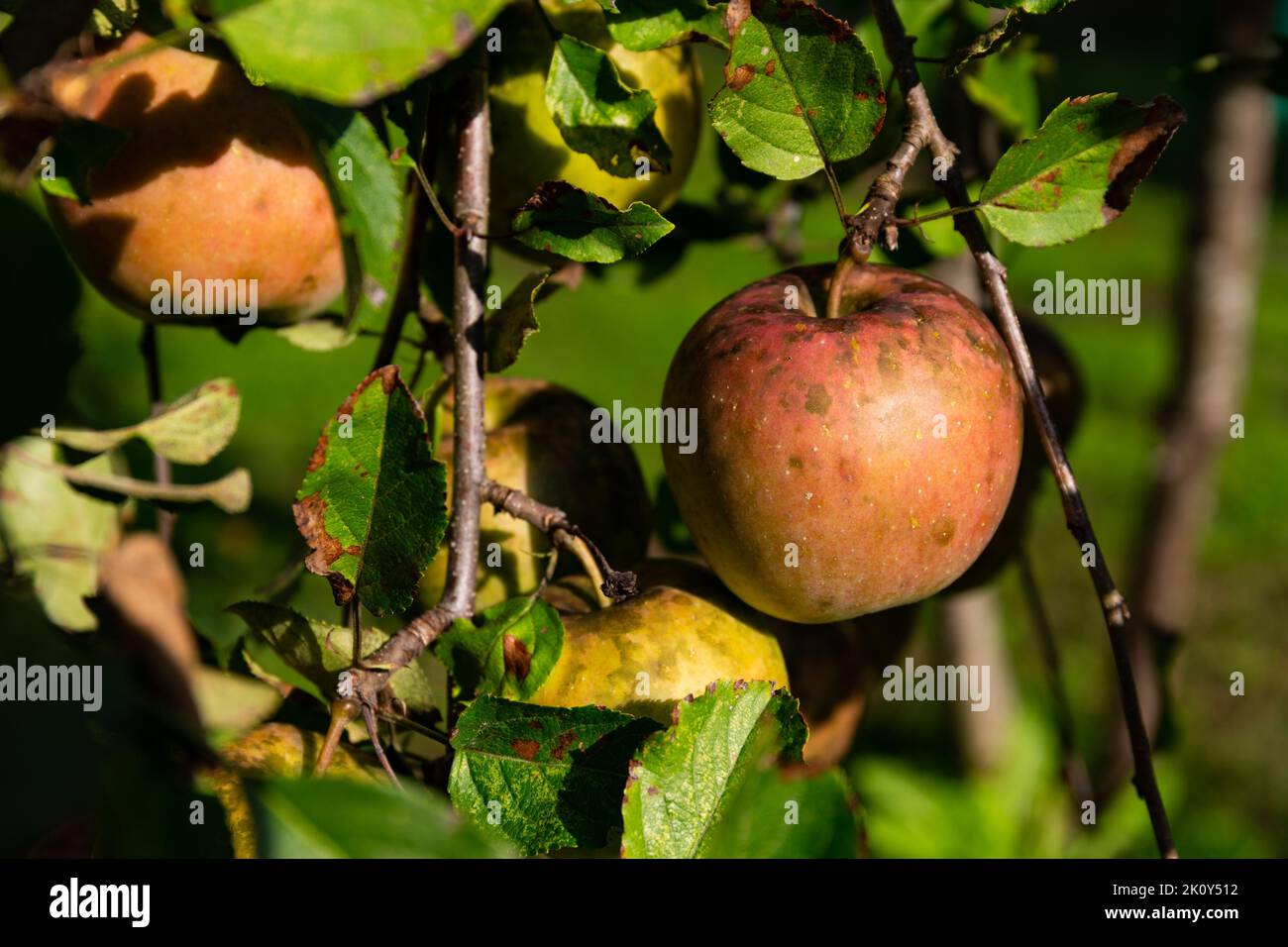 Close view of several home garden apples with fungus and disease in the summer. Stock Photo