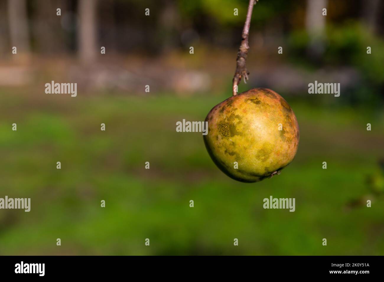 Single home garden apple with disease and fungus in the summer. Stock Photo