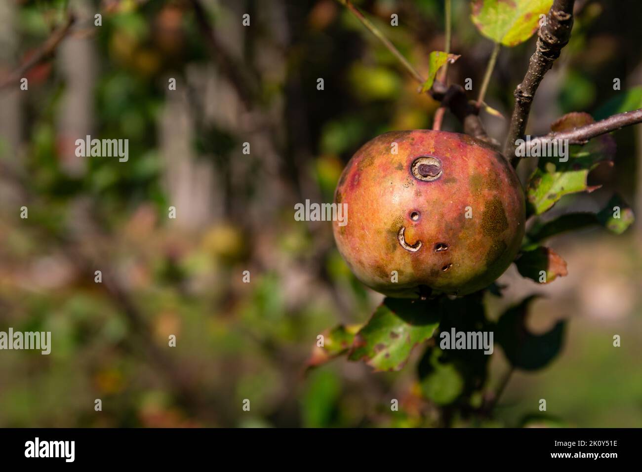 Close view of a garden apple with disease fungus and insect damage in the summertime. Stock Photo