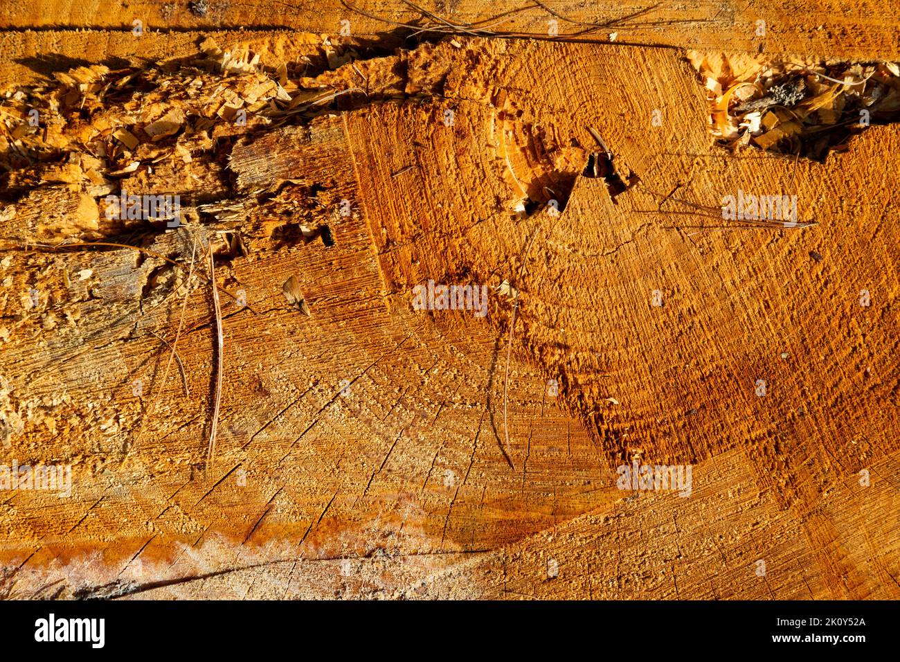 Overhead close view of a stump in the early morning light. Stock Photo