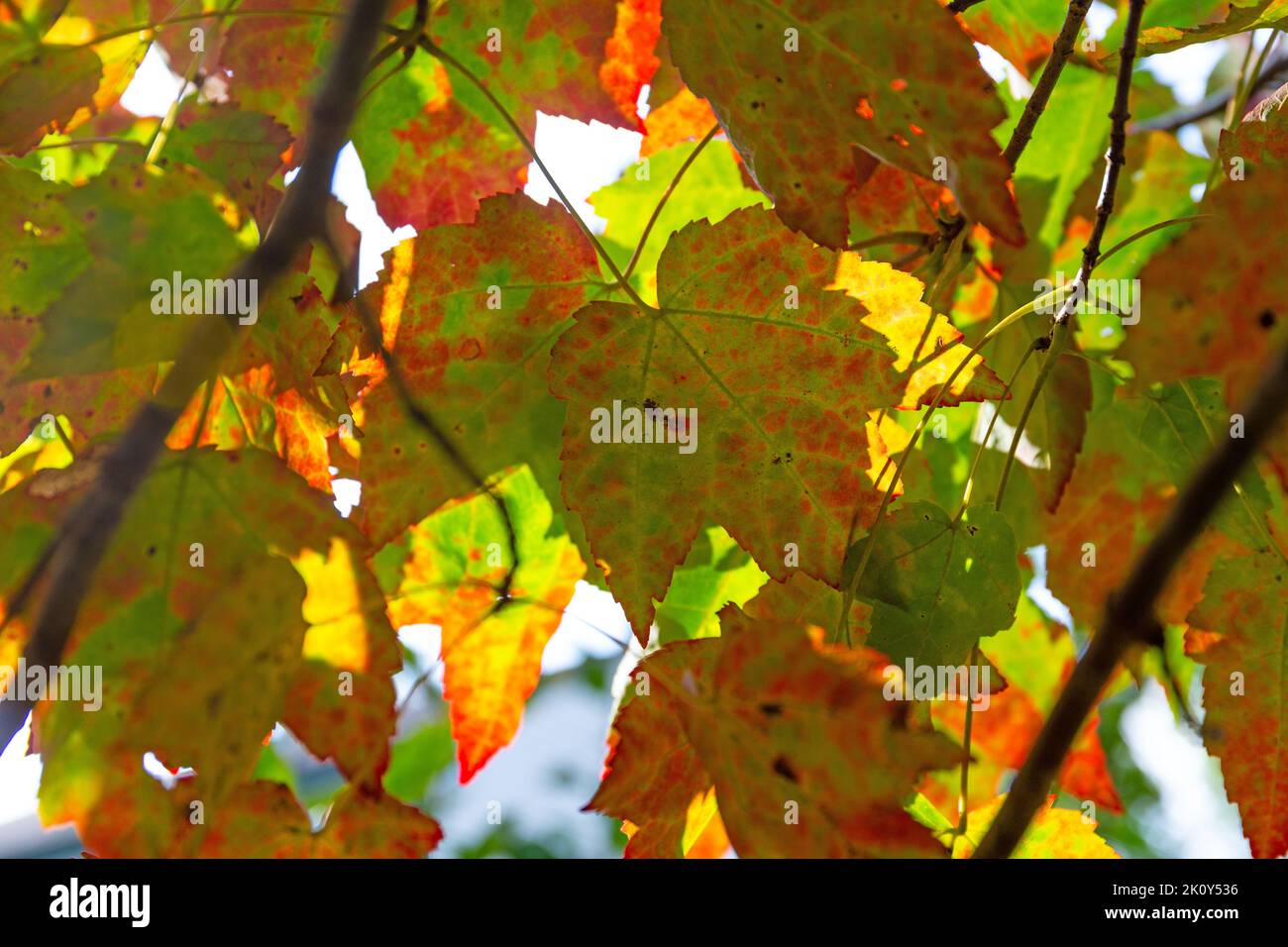 Underside of fall leaves on a tree with sun shining through. Stock Photo