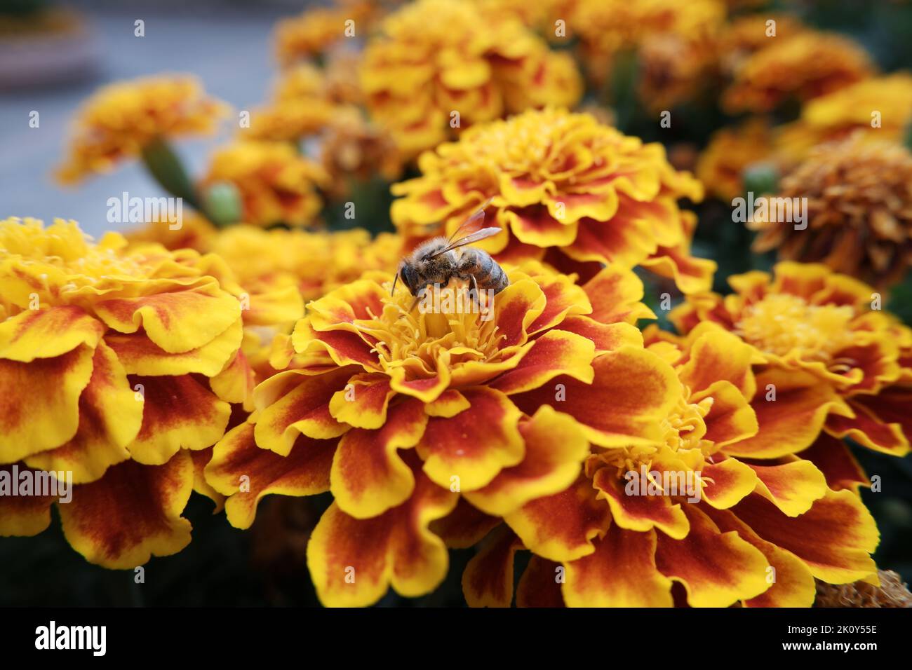 From yellow flowers hi-res stock photography and images - Alamy