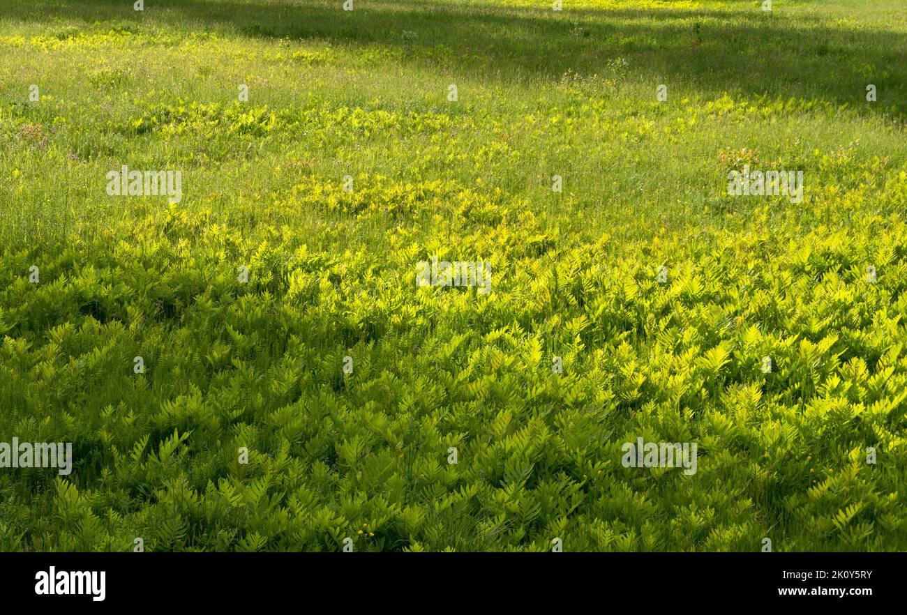 Lawn with ferns growing through in the early springtime. Stock Photo