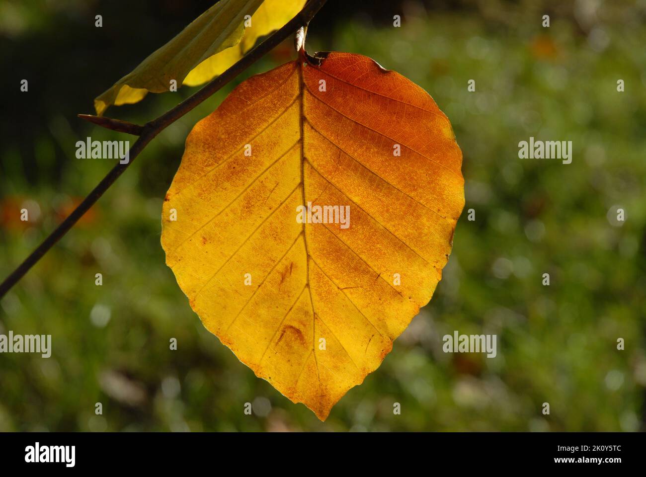 Single golden autumn leaf on twig Stock Photo