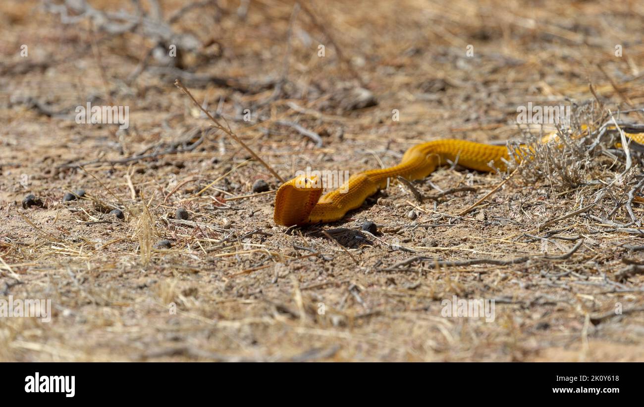 Cape Cobra (Naja nivea) Kgalagadi Transfrontier Park, South Africa Stock Photo