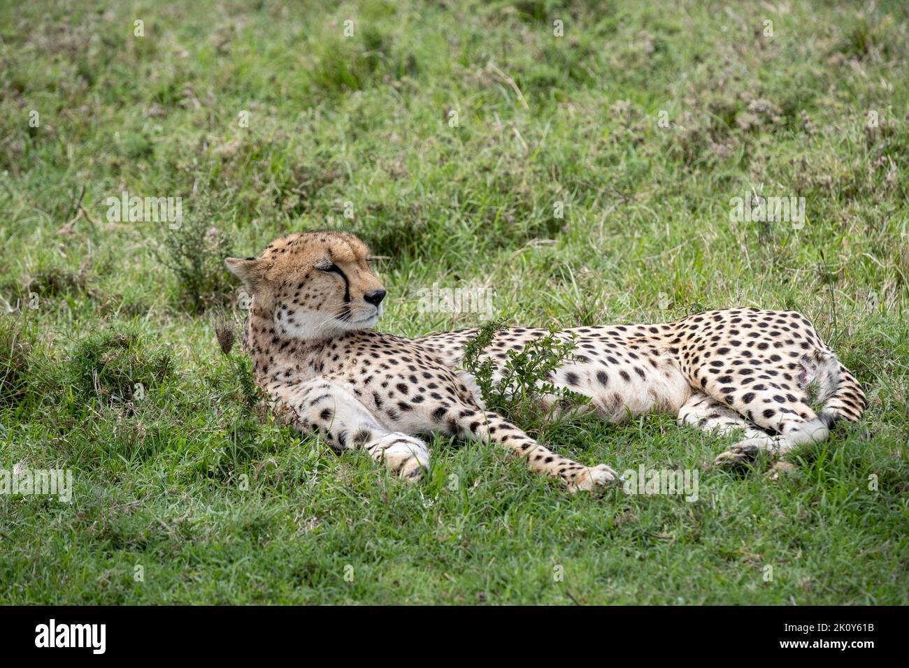 Kenya, Naibosho, 2022-02-12.  A cheetah lies in the grass. Photograph by Alexander BEE / Hans Lucas. Stock Photo