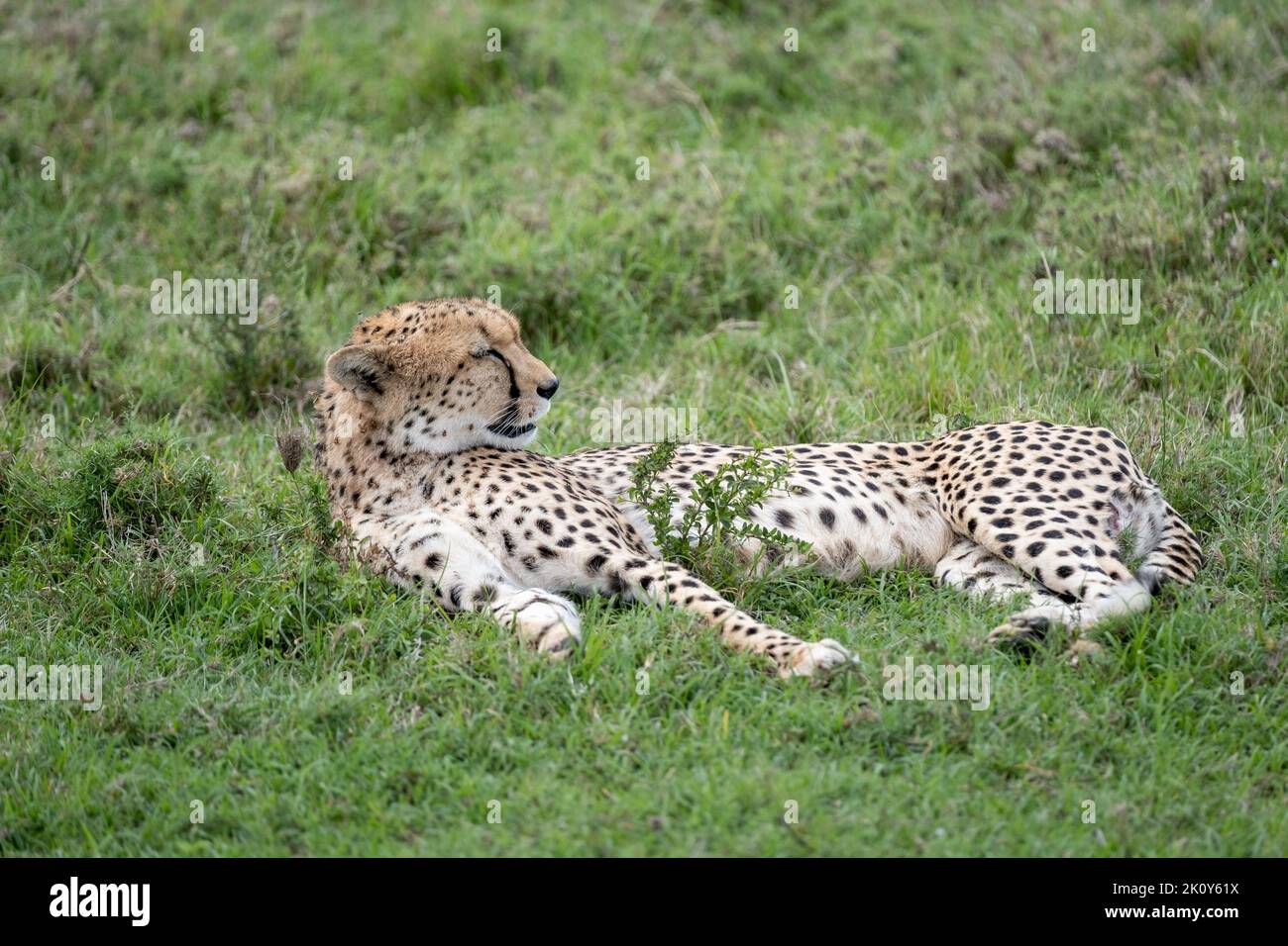 Kenya, Naibosho, 2022-02-12.  A cheetah lies in the grass. Photograph by Alexander BEE / Hans Lucas. Stock Photo