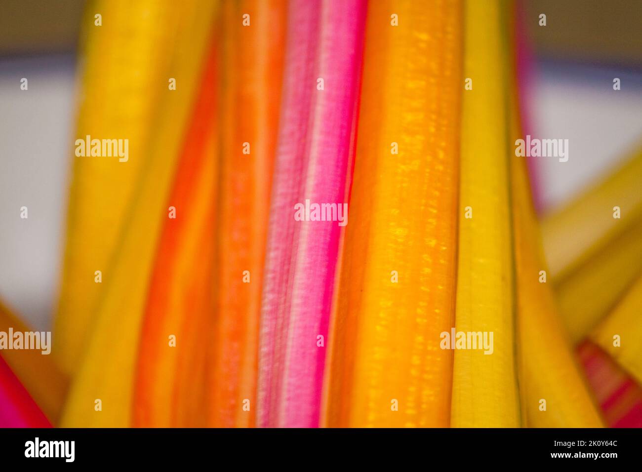 Coloured Rhubarb  (Gallus gallus domesticus) Stock Photo