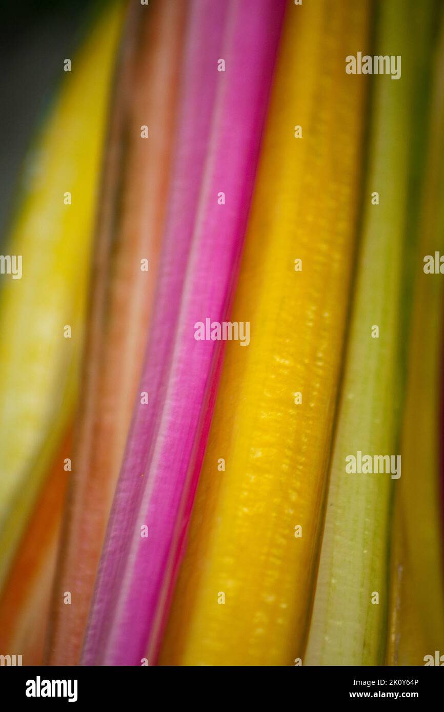 Coloured Rhubarb  (Gallus gallus domesticus) Stock Photo