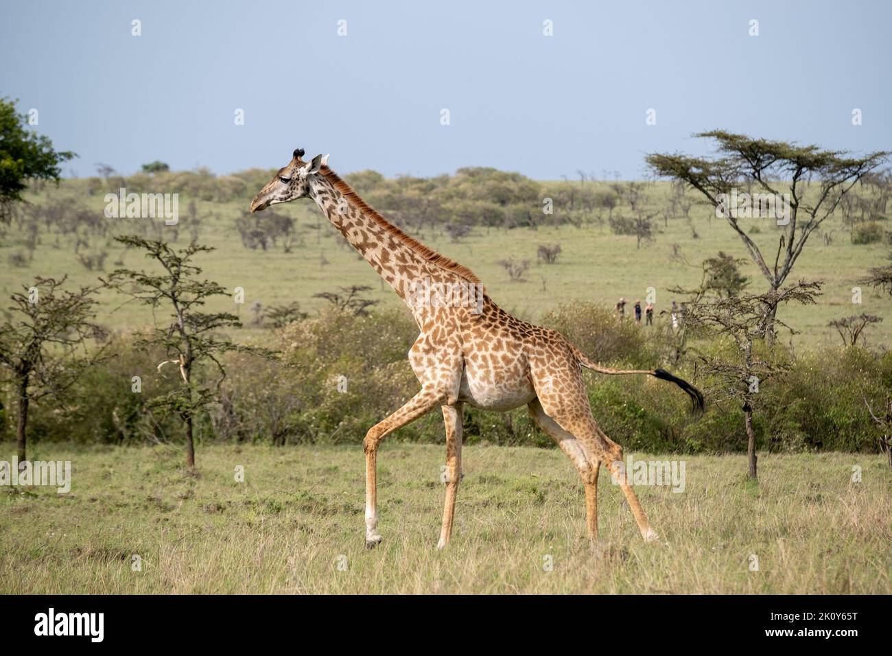 Kenya, Naibosho, 2022-02-12.  A giraffe runs in the grass. Tourists watch from a distance. Photograph by Alexander BEE / Hans Lucas. Stock Photo
