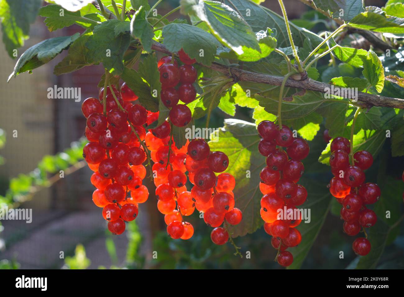 Redcurrants also known as Ribes rubrum,  ripe berries on the bush, ready for harvest in summer Stock Photo