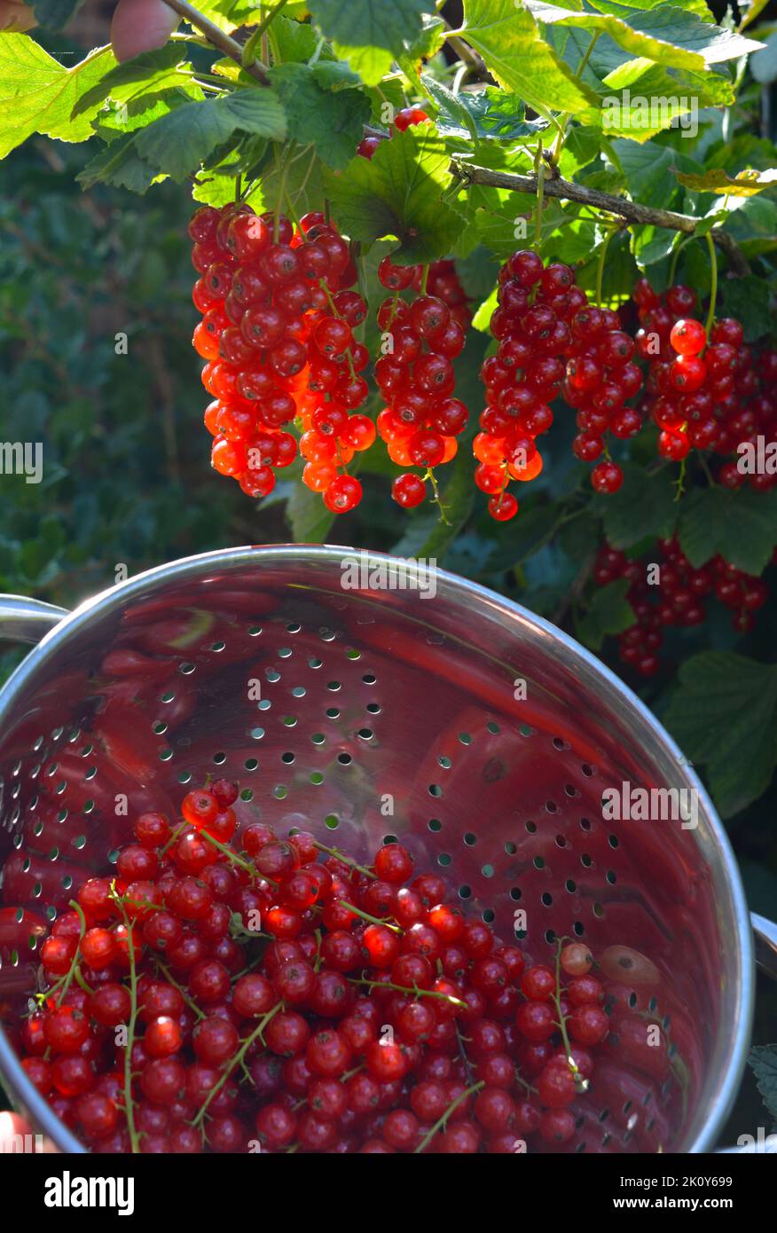 picking juicy ripe red currants, also known as Ribes rubrum Stock Photo