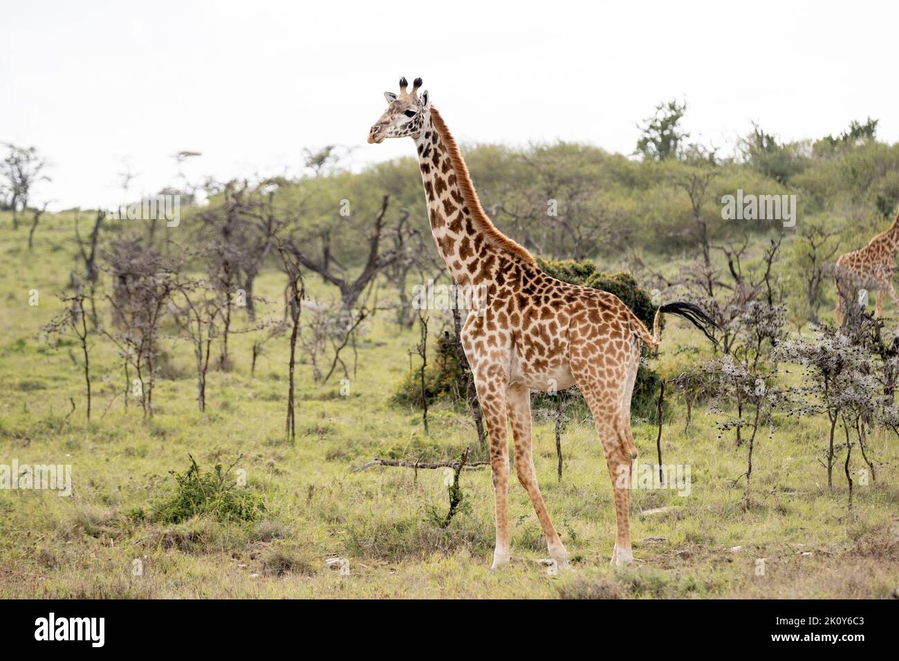 Kenya, Naibosho, 2022-02-12.  A giraffe stands in the grass. Photograph by Alexander BEE / Hans Lucas. Stock Photo