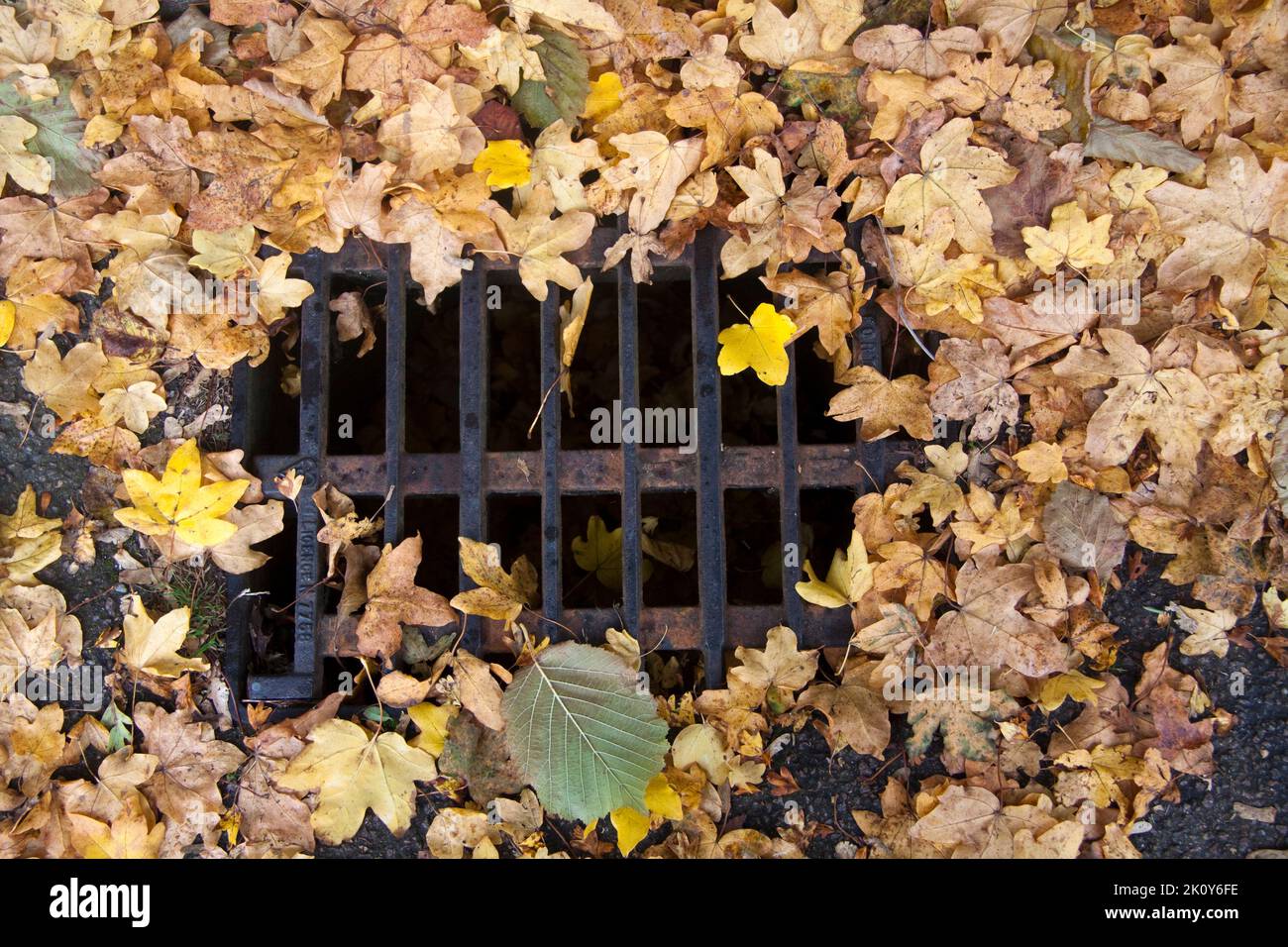 Autumn Leaves over Manhole cover Hook Norton Oxfordshire England uk Stock Photo