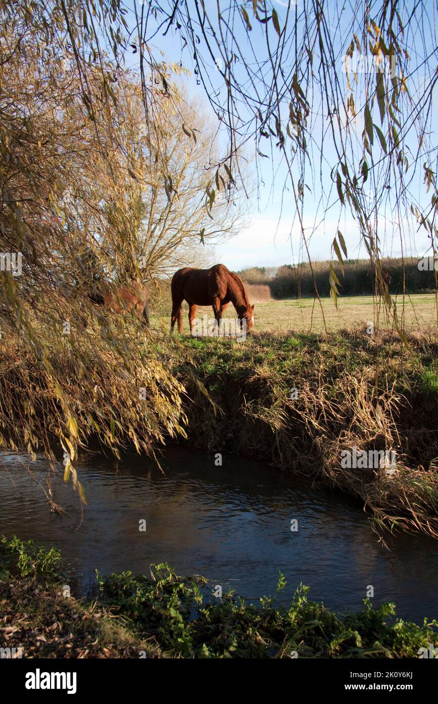 Horses in the Countryside Kingham Oxfordshire England uk Stock Photo
