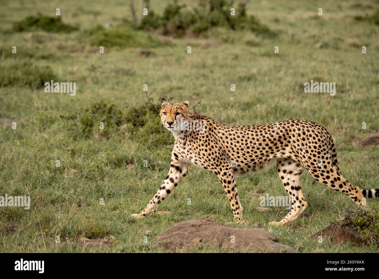 Kenya, Naibosho, 2022-02-12.  A cheetah is hunting in the savanna. Photograph by Alexander BEE / Hans Lucas. Stock Photo