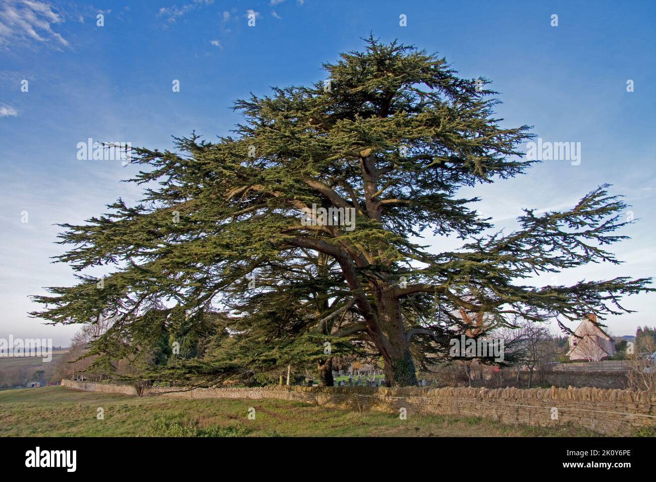 Cedar Tree (Cedrus libani) growing at Churchill Oxfordshire England uk ...