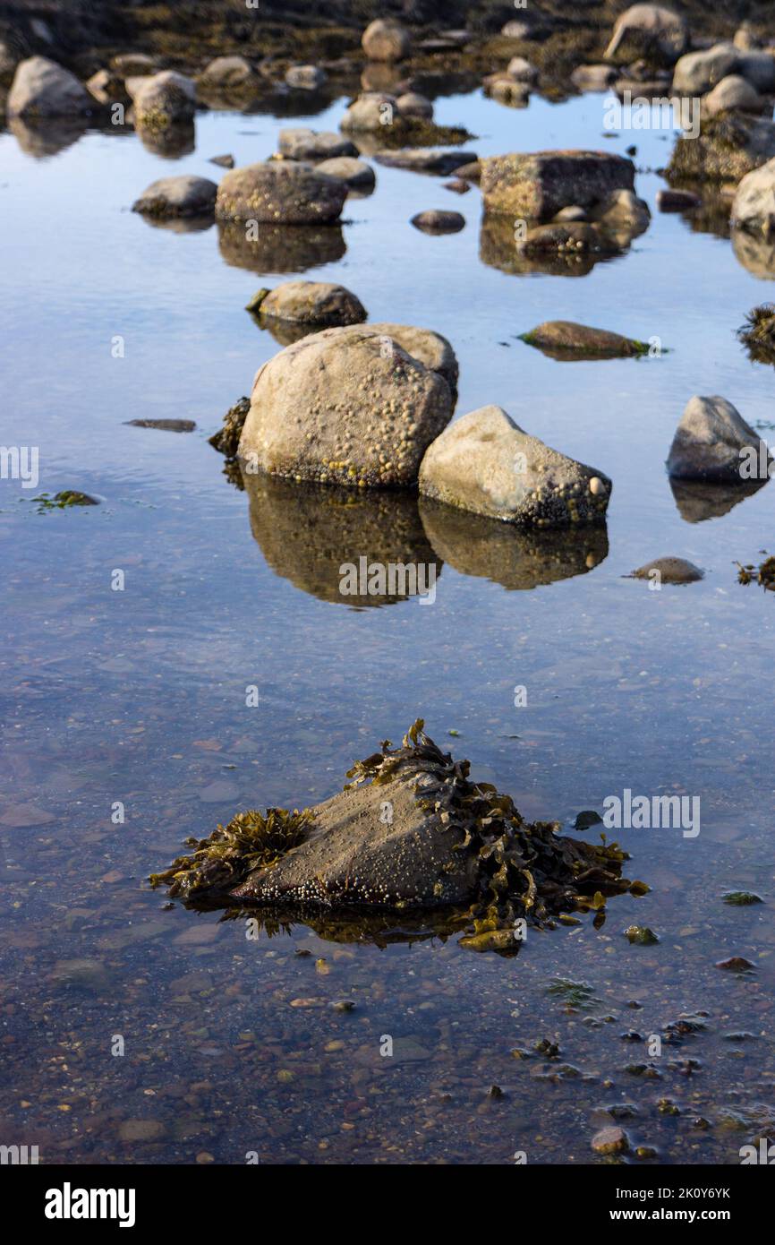 View of a tidal pool at low tide in Maine Stock Photo Alamy
