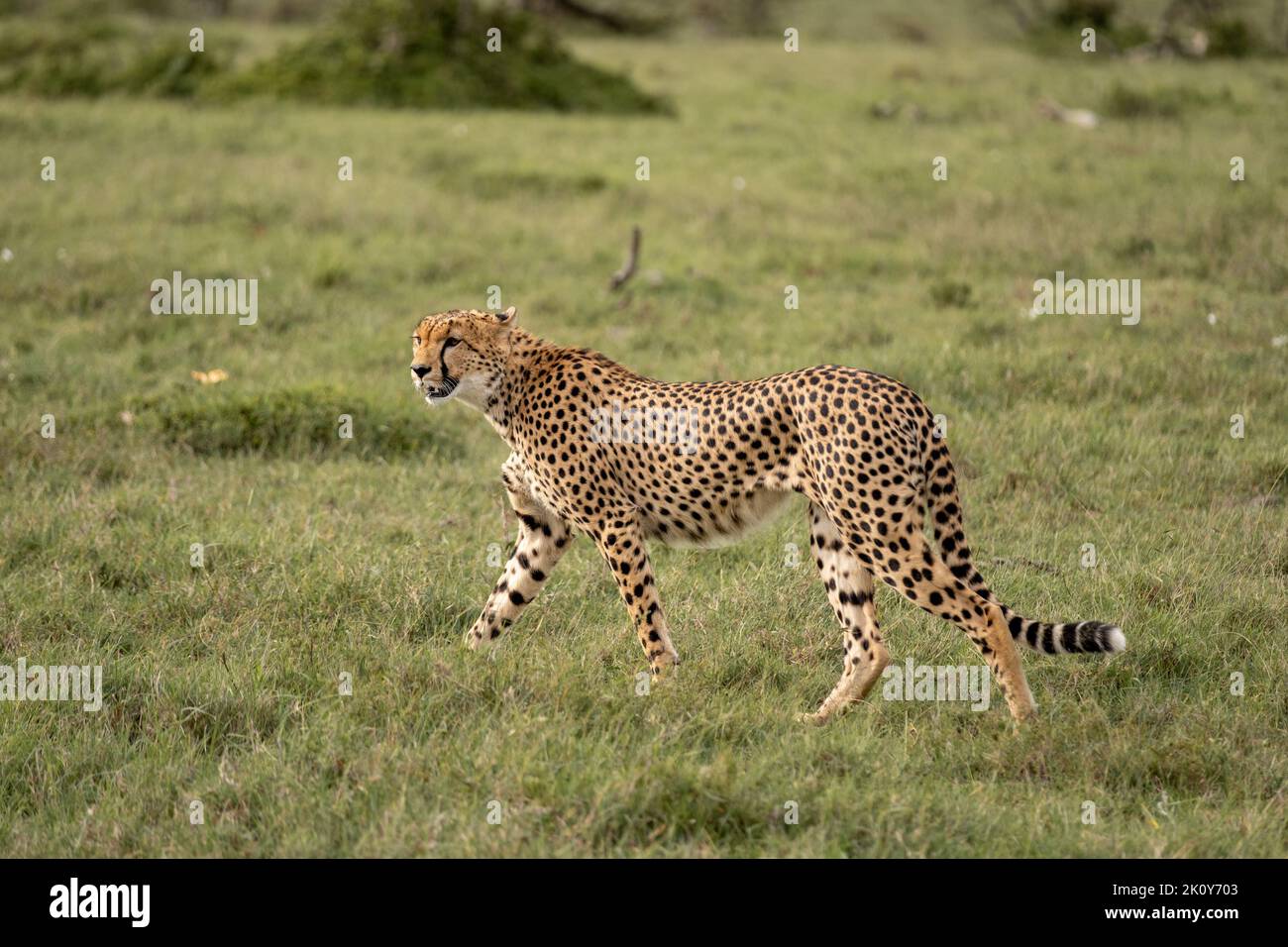 Kenya, Naibosho, 2022-02-12.  A cheetah is hunting in the savanna. Photograph by Alexander BEE / Hans Lucas. Stock Photo