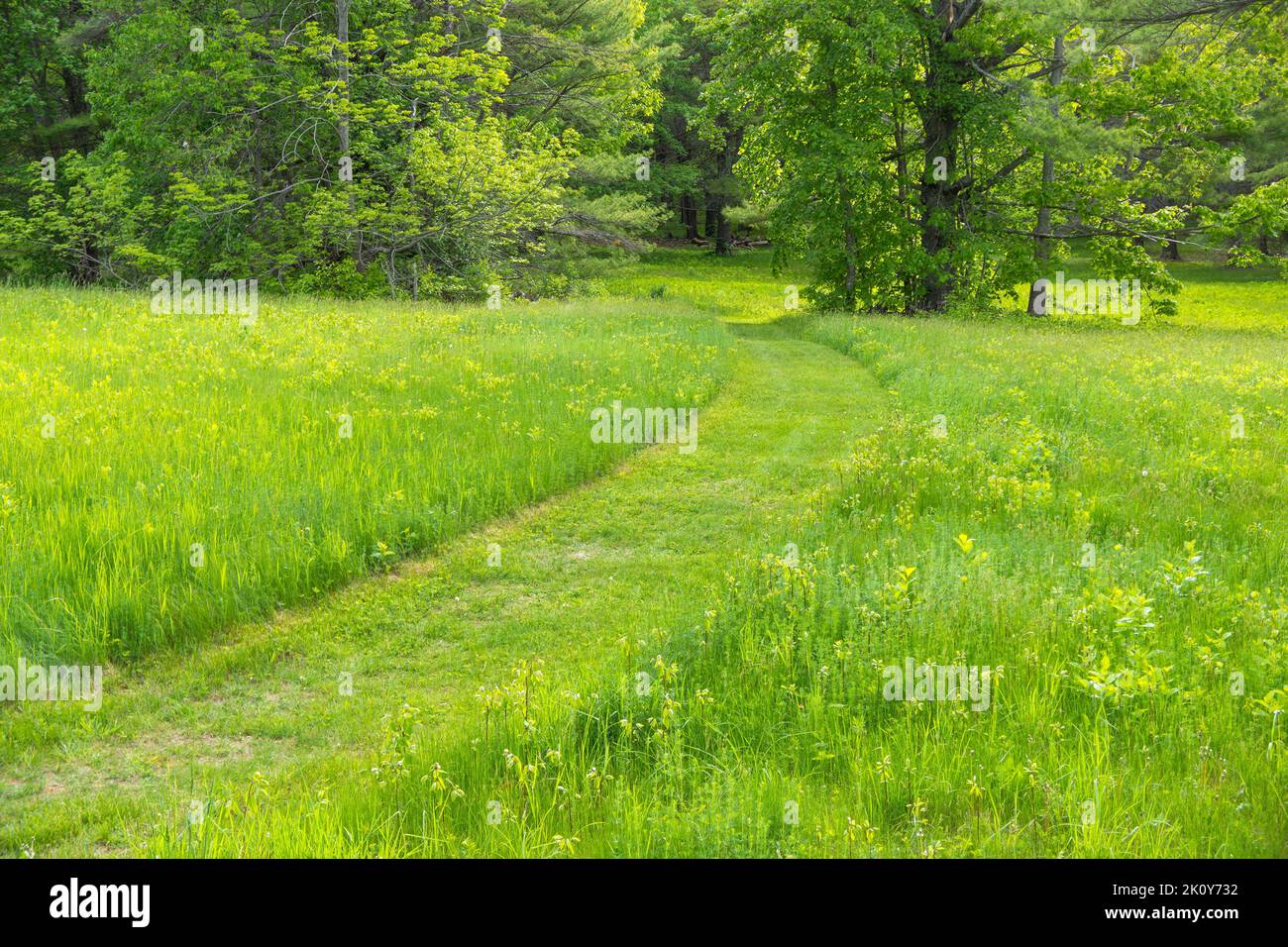 Neatly mowed path through an overgrown lawn into woods late spring in Maine. Stock Photo