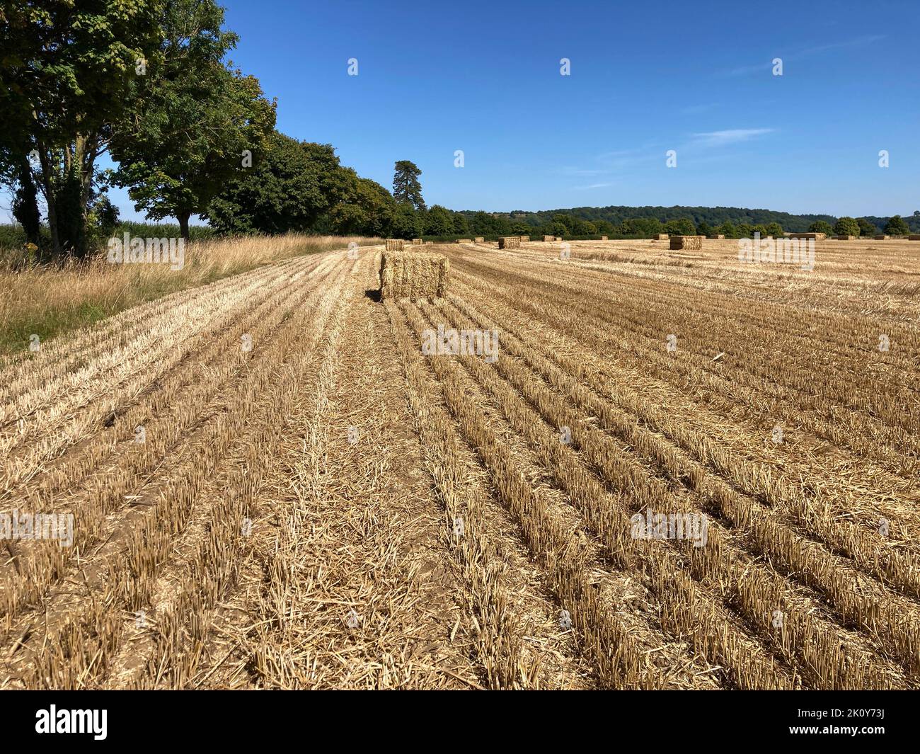 Agricultural landscape with traditional hay bales in wheat field after harvest in late summer, Somerset, England Stock Photo