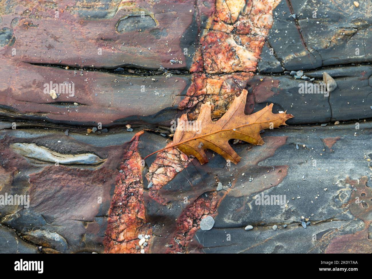 Colorful fall leaf on wet rocks near the ocean in the early morning light. Stock Photo