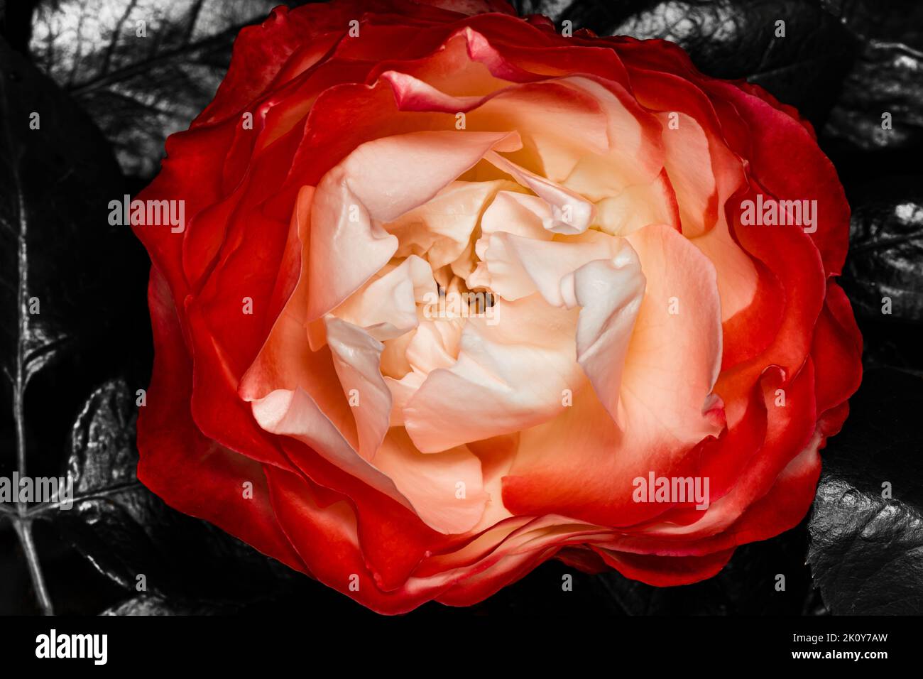 The red Rose stands for love, loyalty, respect and friendship Stock