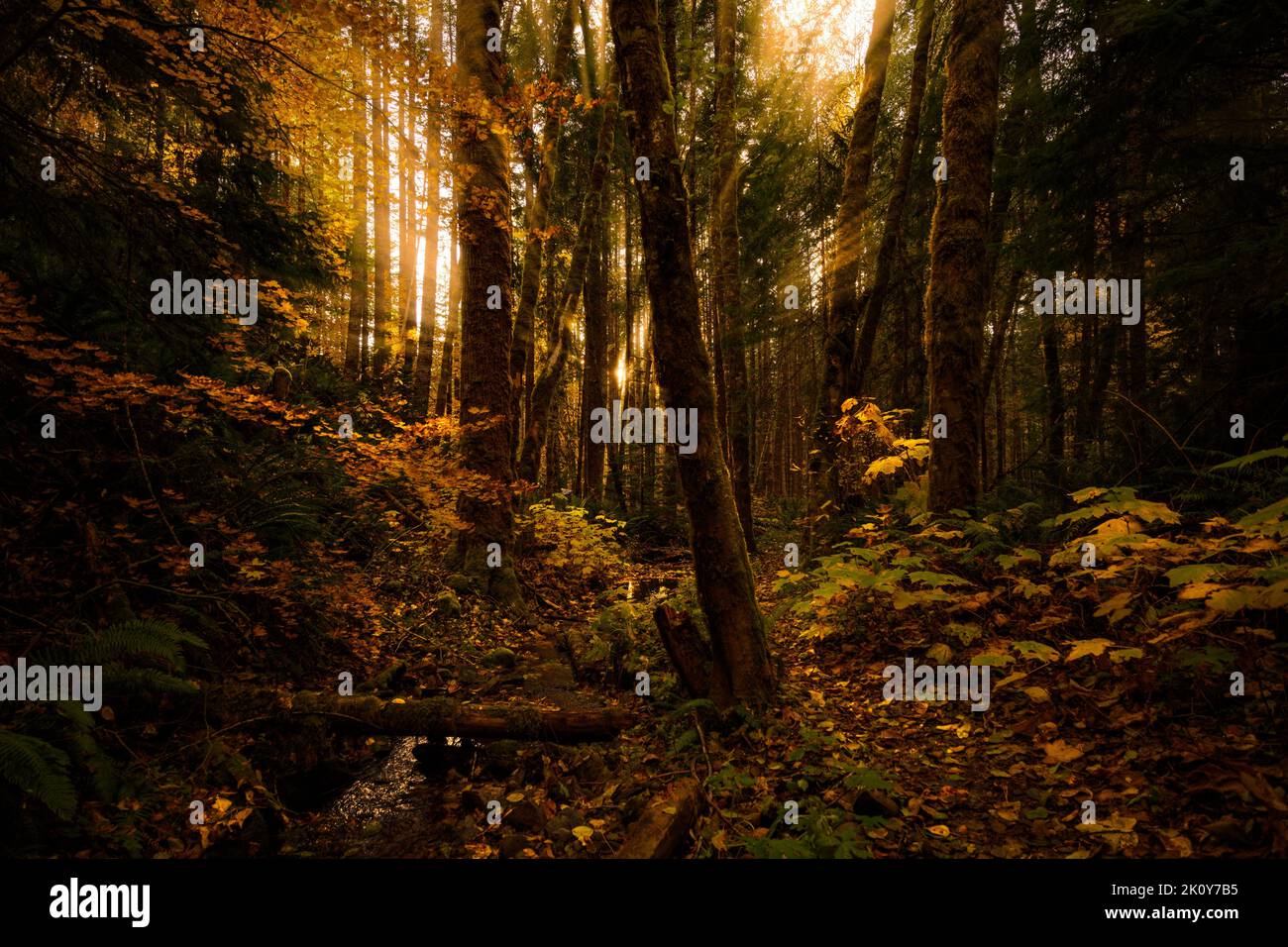 The sun rays shining through the trees in the forest Stock Photo - Alamy