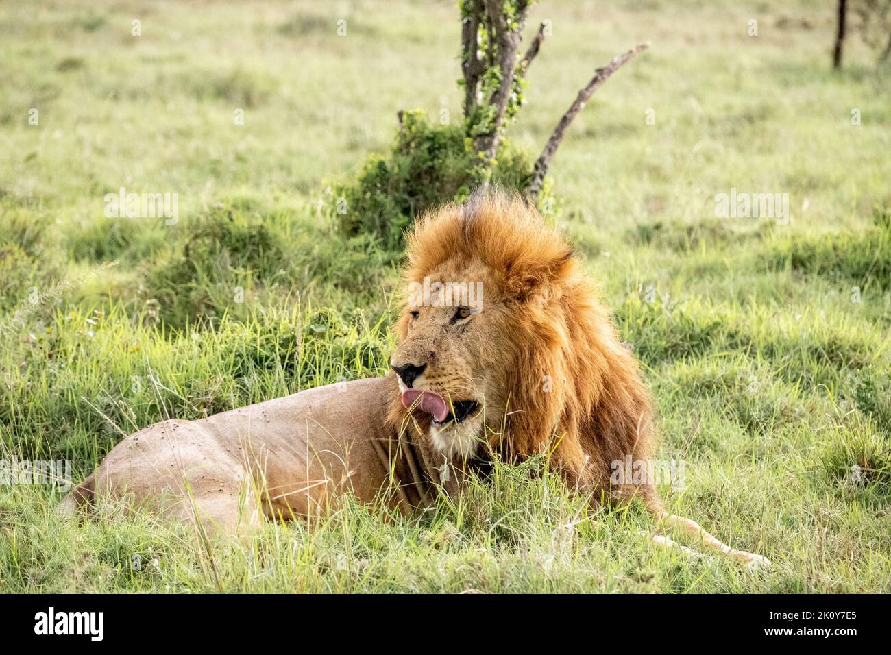 Kenya, Naibosho, 2022-02-12. A lion in the savanna. Photograph by ...