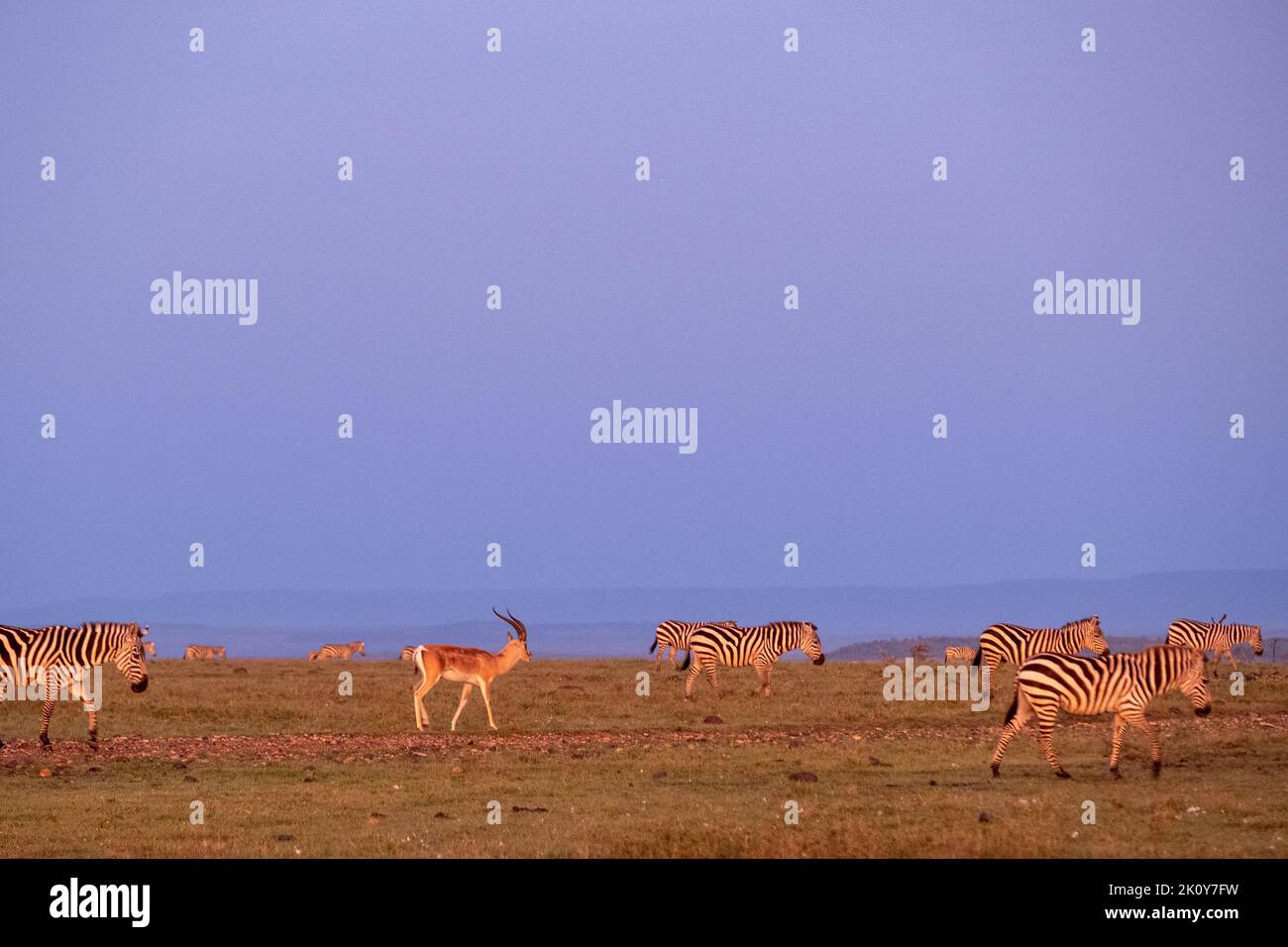 Kenya, Naibosho, 2022-02-12. Red sunset in the savanna with grazing zebras and antelopes. Photograph by Alexander BEE / Hans Lucas. Stock Photo