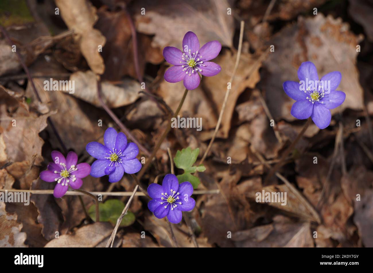Multi-coloured hepaticas on leaf covered ground Stock Photo