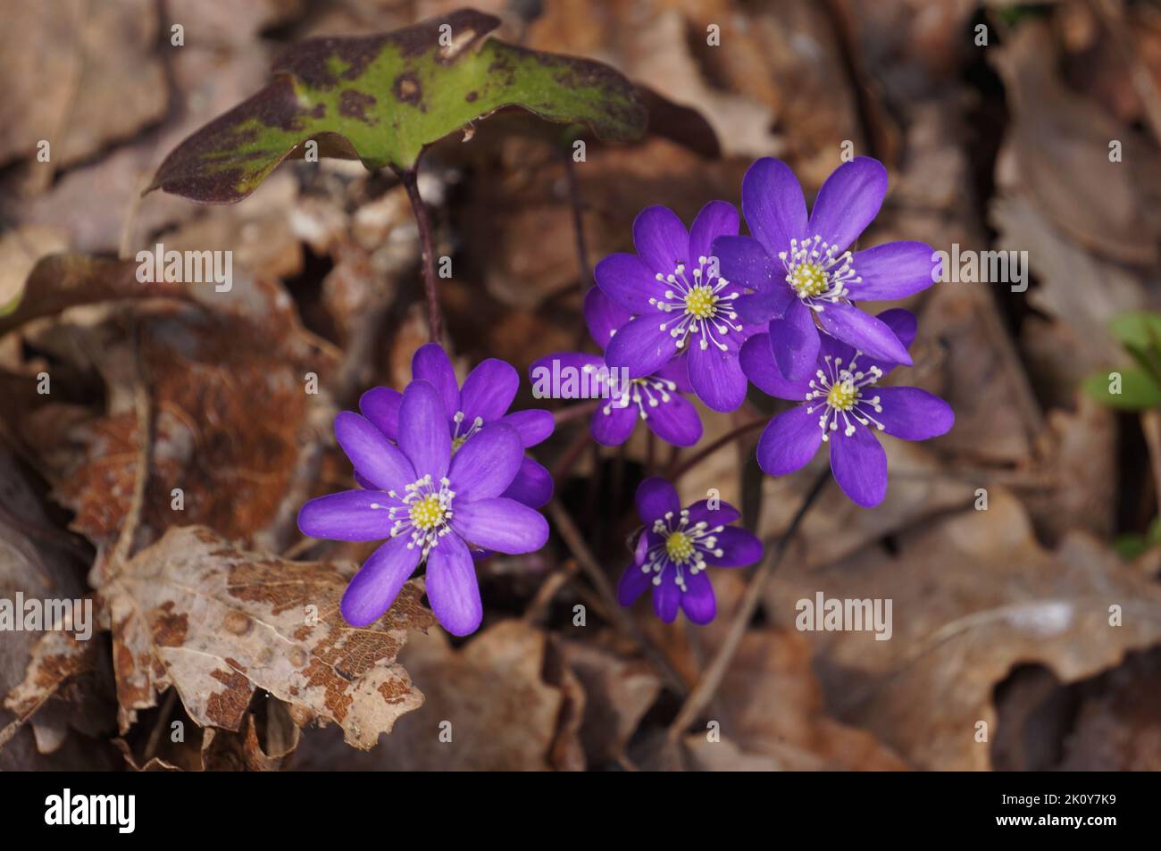 Hepaticas on leaf covered ground Stock Photo