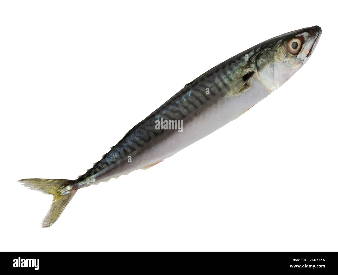 Whole fresh mackerel isolated on a white background. Stock Photo