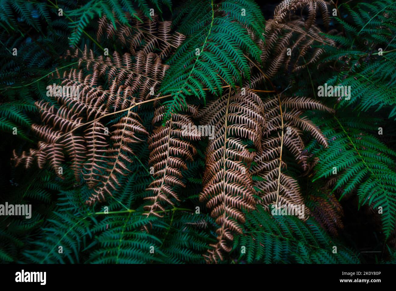 Brown fern leaf surrounded by green ones. Dark and moody nature abstract. Stock Photo