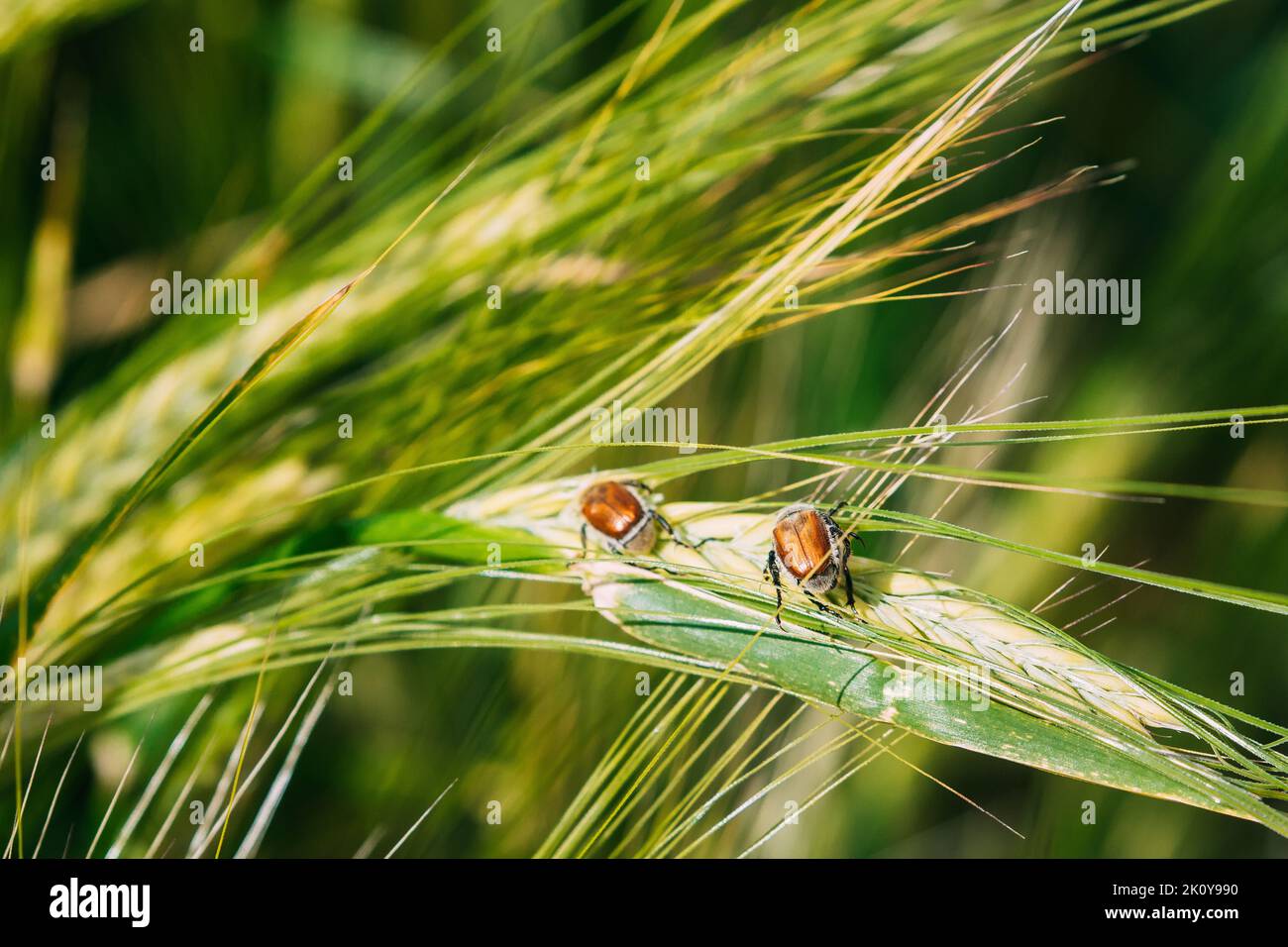 Insects Pest Of Agricultural Crops Grain Beetles On Wheat Ear On Background Of Wheat Field. Bread Beetle, Or Kuzka Anisoplia Austriaca Is Beetle Of Stock Photo