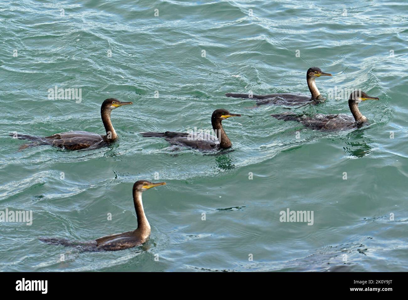 Brixham, UK. 14th Sep, 2022. On an overcast day as sun starts to shine through Brixham Harbour ,a family of Cormorants are seen together. Picture Credit: Robert Timoney/Alamy Live News Stock Photo