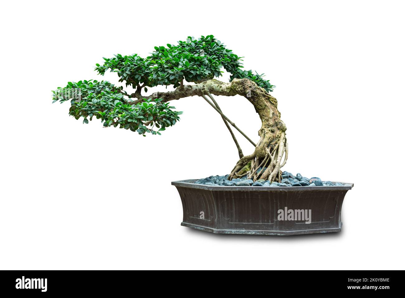 Japanese bonsai tree in pot isolated on white background include clipping path. Stock Photo