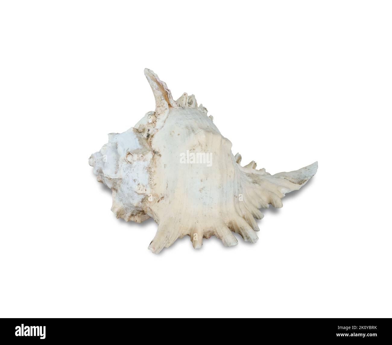Sea shell isolated on white background include clipping path. Stock Photo