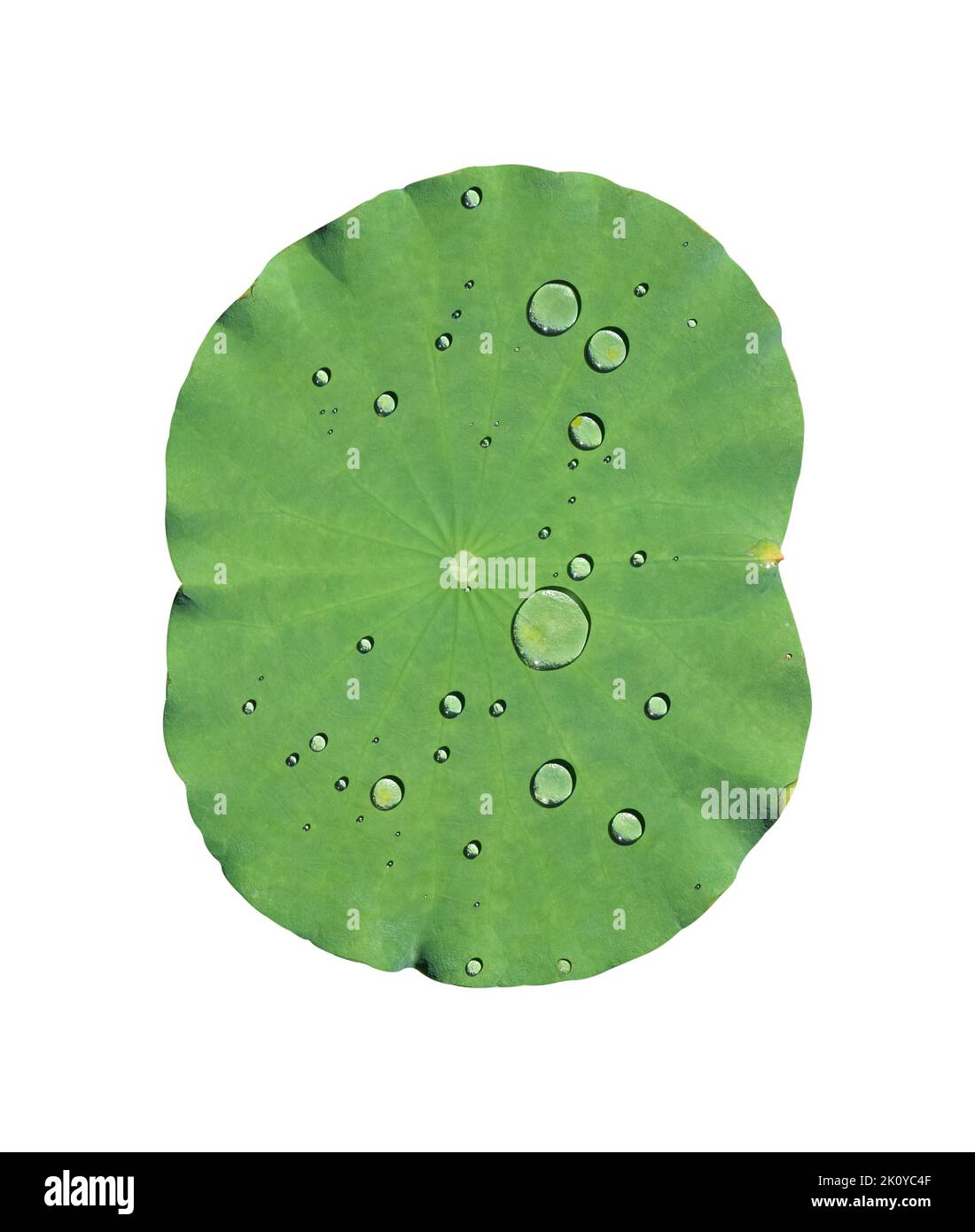Water drop on green lotus leaf isolated on white background include ...