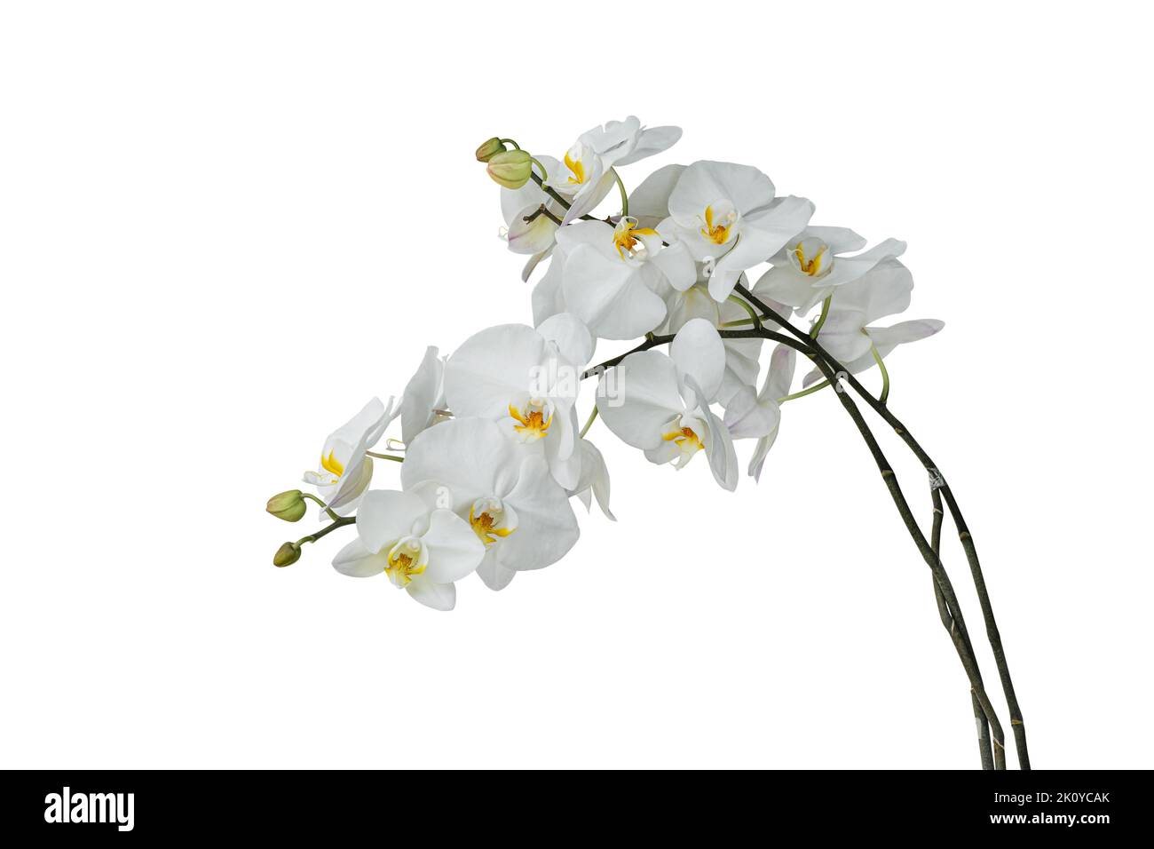 Branch of beautiful white orchid isolated on white background include clipping path. Stock Photo