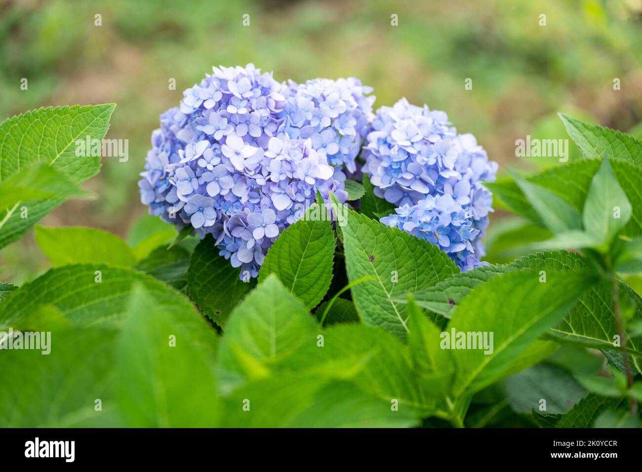 The blue French hydrangea flowers with lush green leaves at Naeri Park