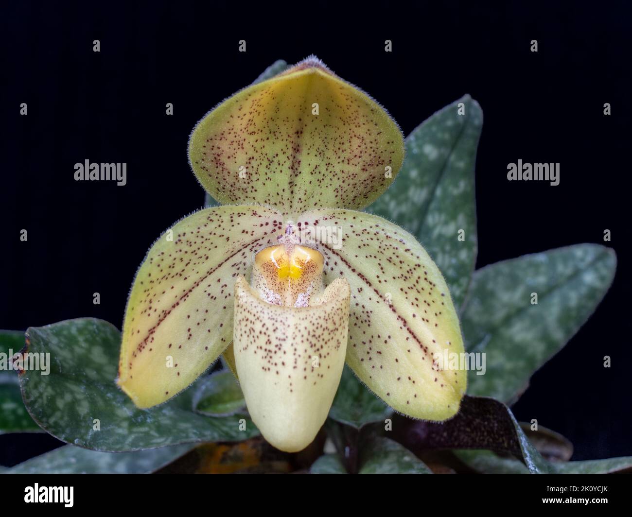 Closeup of bright yellow with red dots and lines flower of lady slipper orchid species paphiopedilum concolor striatum isolated on black background Stock Photo