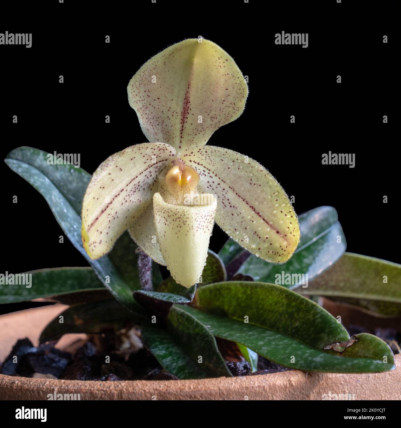 Closeup view of lady slipper orchid species paphiopedilum concolor striatum blooming with yellow flower isolated on black background with water drops Stock Photo