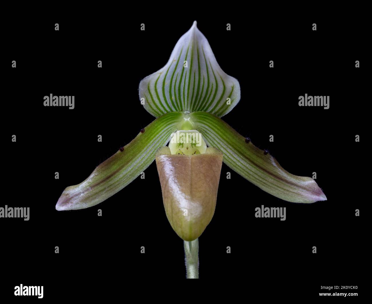 Closeup view of green, white and brown flower of lady slipper orchid species paphiopedilum callosum var potentianum isolated on black background Stock Photo