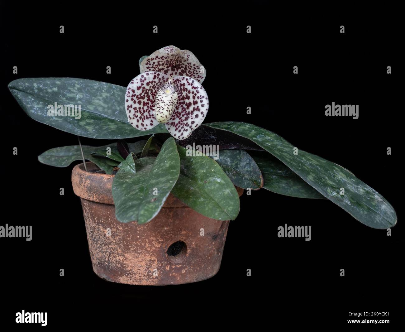 Beautiful lady slipper orchid species paphiopedilum bellatulum blooming with purple and white flower in clay pot isolated on black background Stock Photo