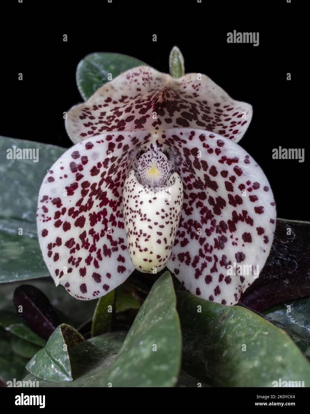 Closeup view of beautiful white and purple flower of lady slipper orchid species paphiopedilum bellatulum isolated on black background Stock Photo