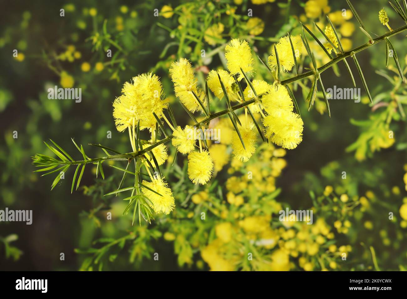 Prickly Moses (Acacia pulchella) in flower. Native Australian plant
