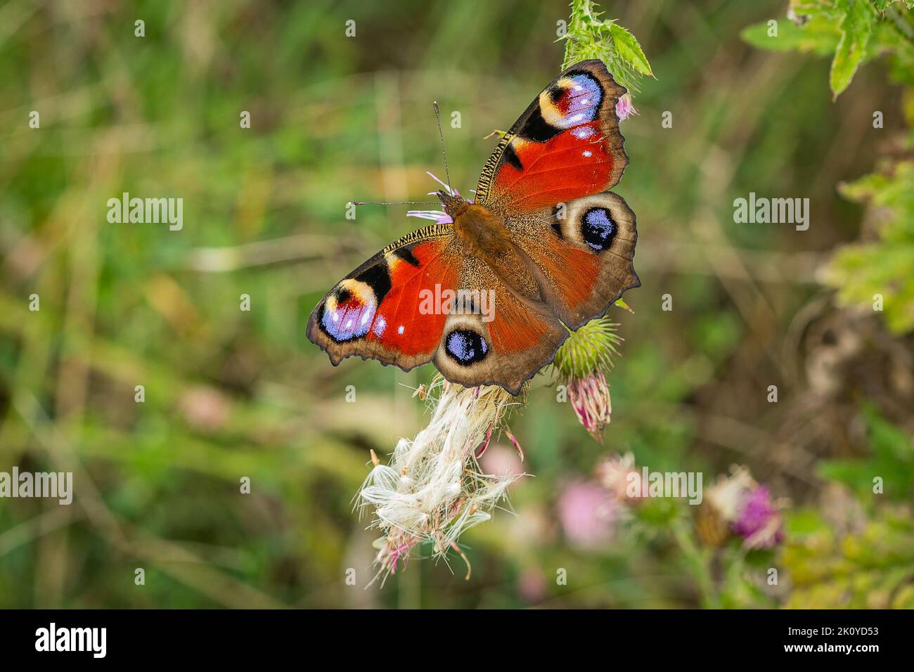 The colourful peacock butterfly with red, violet, purple, black and blue colours sitting on a weed flower. Blurry green background. Stock Photo