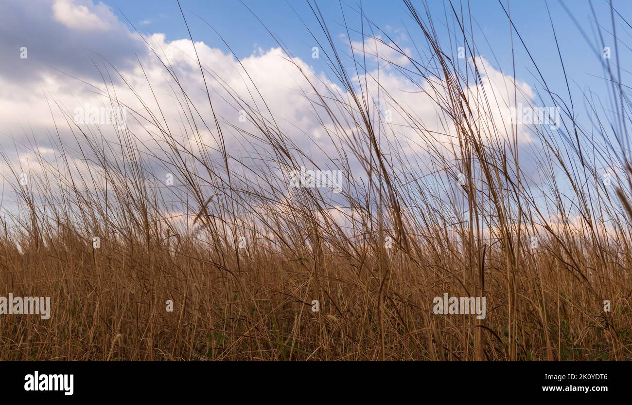 Beautiful golden dried meadow grass and blue sky. Abstract nature background. Stock Photo