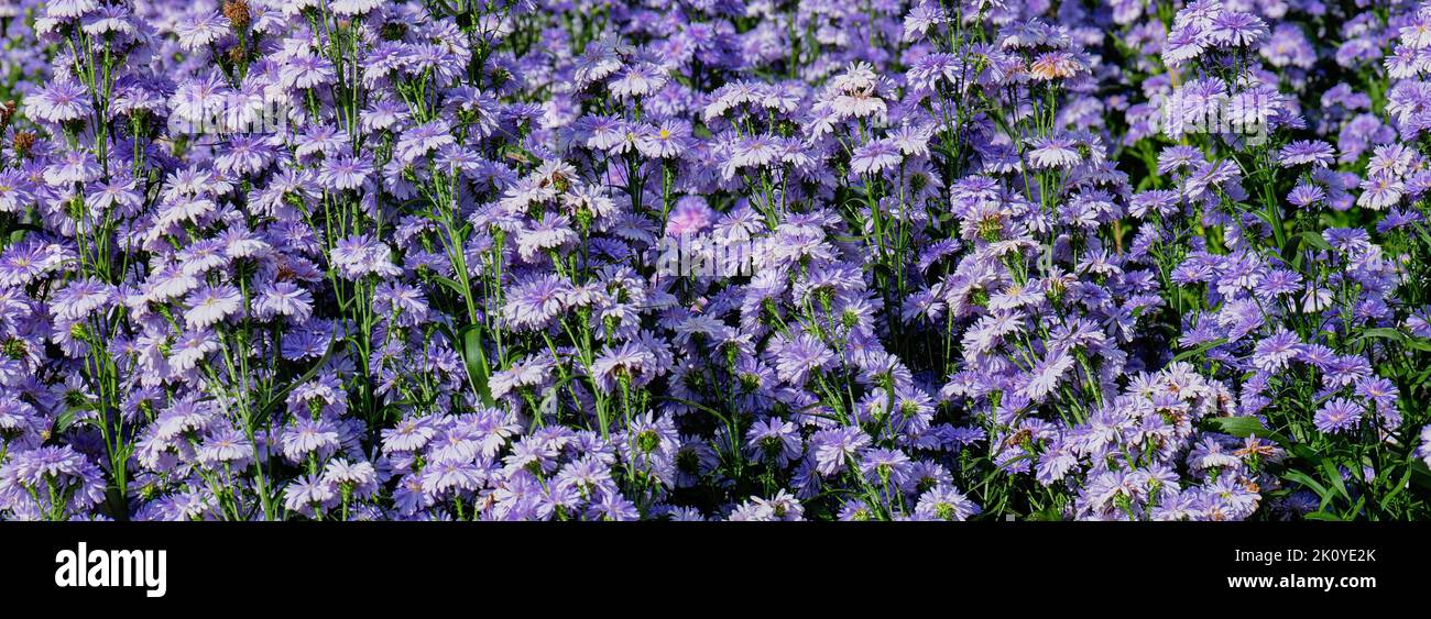 Margaret field hi-res stock photography and images - Alamy